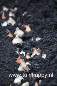 Tuinhappy.nl - bloembollen