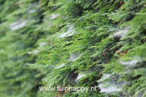 Tuinhappy.nl - spinnenweb