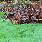 Bladeren wegharken uit gras