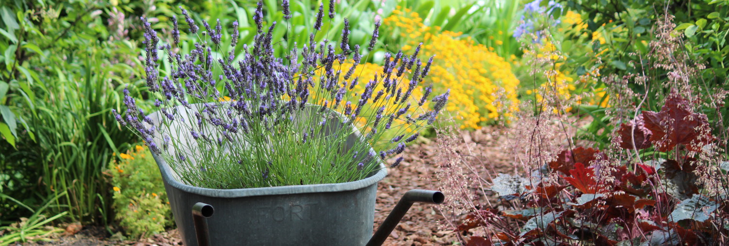 cropped-Tuinhappy.nl-lavendel-planten-02.jpg