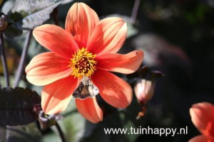 Tuinhappy.nl - Dahlia oranje