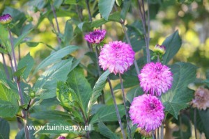 Tuinhappy.nl - Dahlia roze