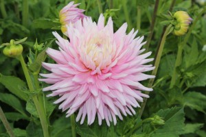 Dahlia roze