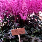 Tuinhappy.nl - Astilbe Chocolate Cherry (Mighty)