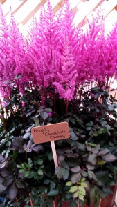 Tuinhappy.nl - Astilbe Chocolate Cherry (Mighty) op Plantarium