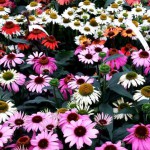 Tuinhappy.nl - Echinacea