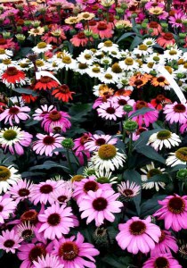 Tuinhappy.nl - Echinacea op Plantarium
