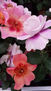 Rosa Persica"Hugs and Kisses"" - Coral Tenderness Rosa Persica"Hugs and Kisses"" - Coral Tenderness