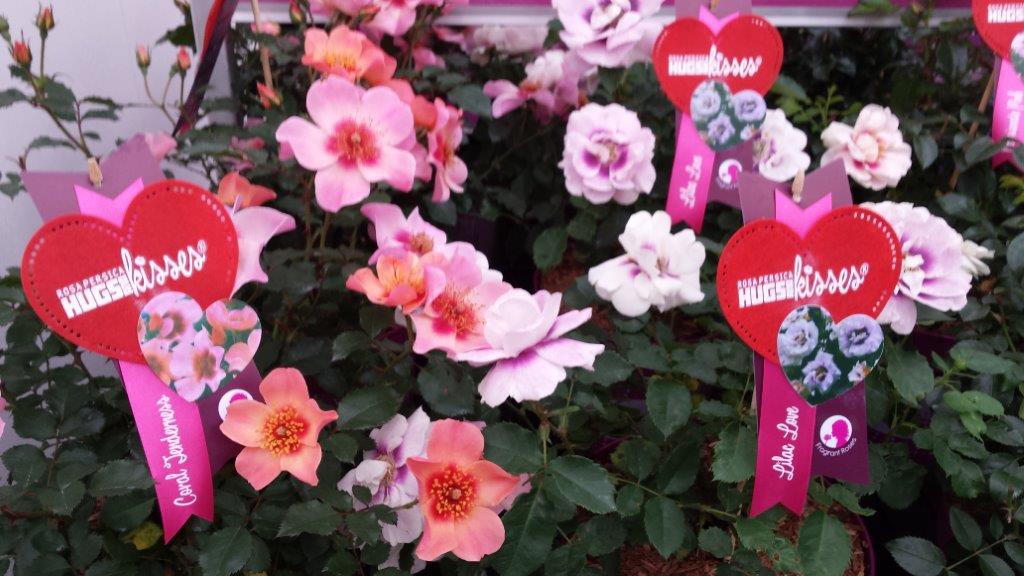 Hugs and kisses rosa persica 001 op Plantarium