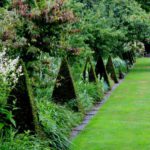 buxus pyramide tuin