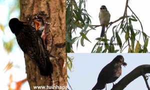 Tuinhappy - vogels in bomen