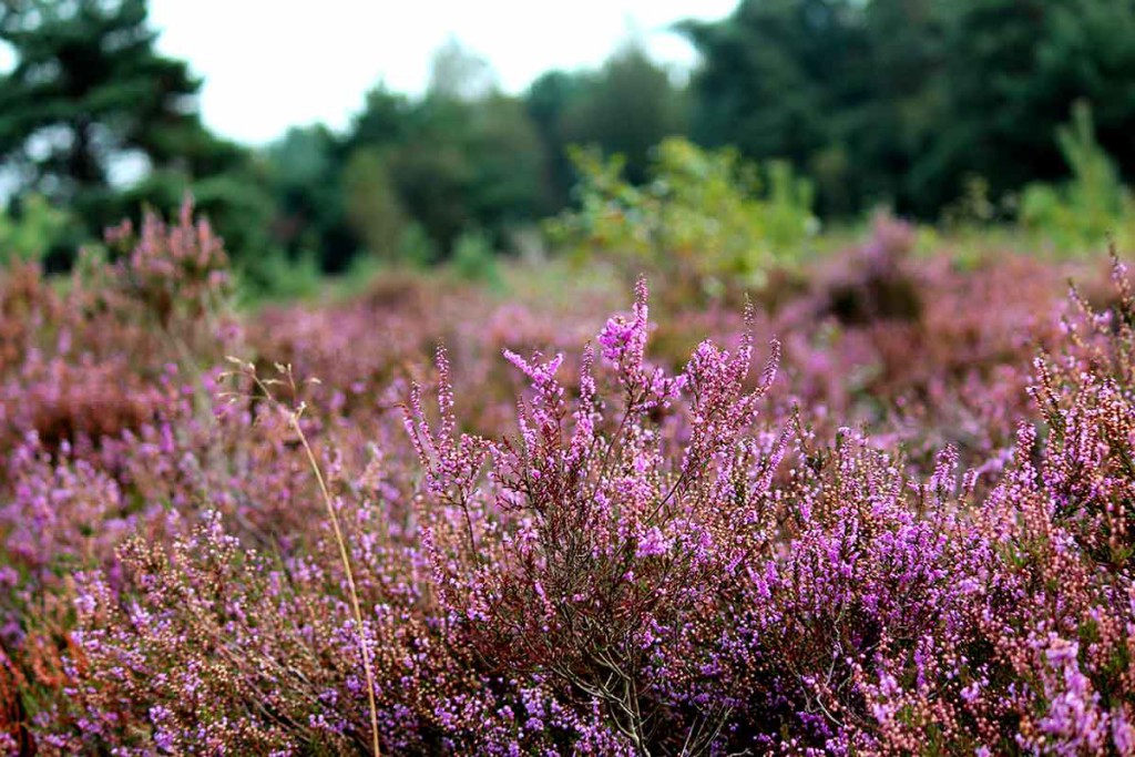 Heide mooi ook in je eigen tuin Tuinhappy.nl tuinblogger