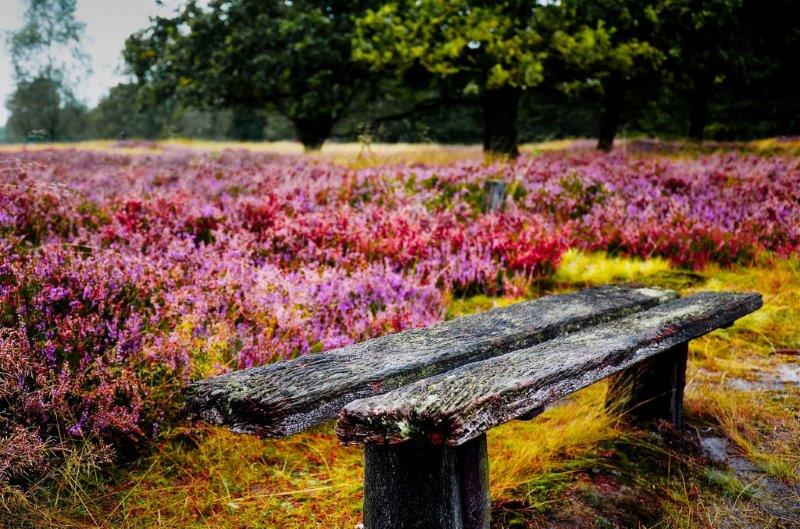 Heide in de natuur Heide in de natuur