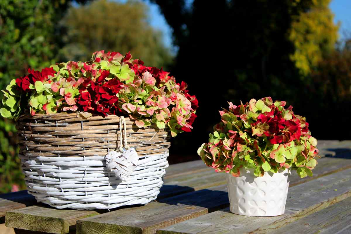 Hortensia bloemstukje