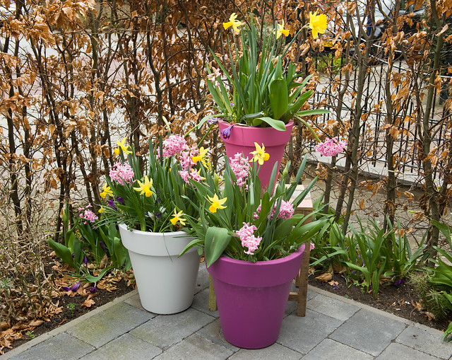 Lasagnebeplanting Met Bloembollen - Plant Bloembollen Eens In Laagjes