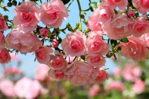 Tuinhappy.nl - rozenboog