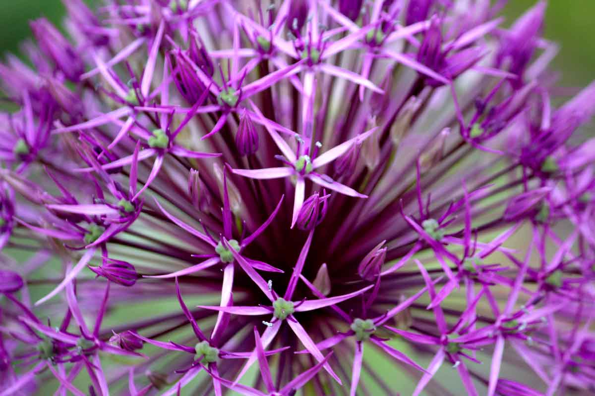 Allium close-up