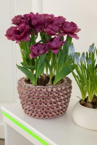 Tulpen in mandje