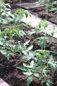 Tomantenplanten
