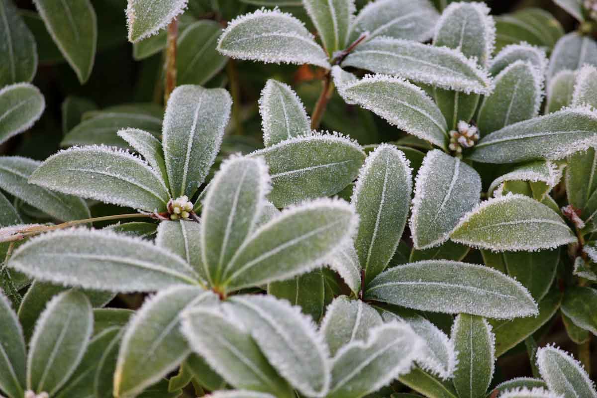 Winter-skimmia2-L