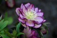 Helleborus Double Ellen®
