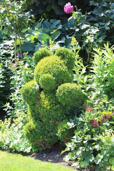 Buxus beertje Buxus beertje