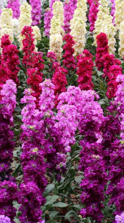 Violieren (Matthiola incana)