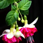 Fuchsia