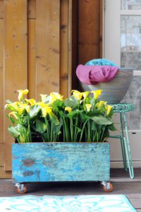 Calla in potten
