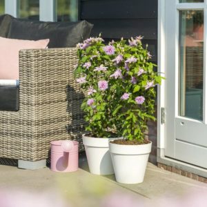 Clematis Multi Pink in pot