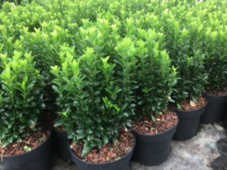 Euonymus japonica "Green Spire"
