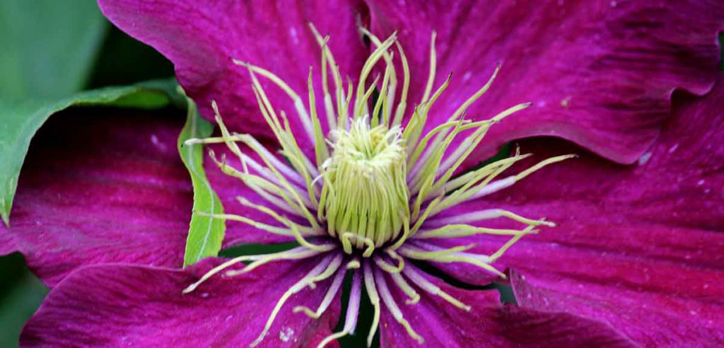 Clematis snoeien