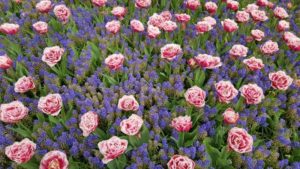 Tulpen met blauwe druifjes - bloembollenmix