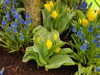 Blauwe druifjes en gele tulpen - Keukenhof