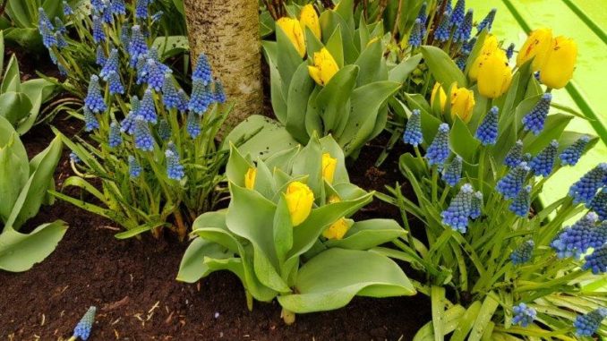 Blauwe druifjes en gele tulpen - Keukenhof Blauwe druifjes en gele tulpen - Keukenhof