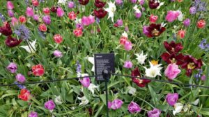 Bloembollen gemixt - Keukenhof - bloembollenmix