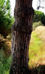 Pinus-Maritima boom