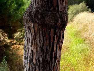 Pinus-Maritima boom