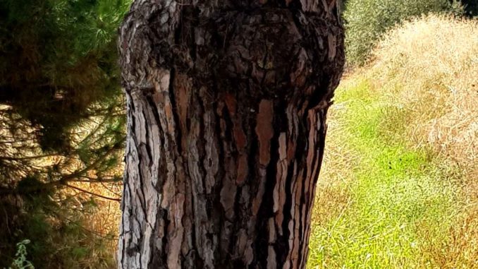 Pinus-Maritima boom Pinus-Maritima boom