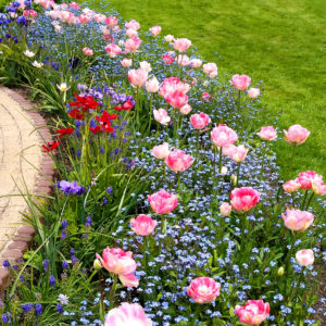Tulpen en vergeetmenietjes - bloembollenmix