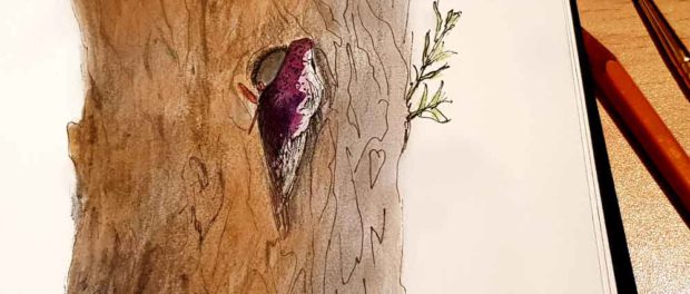 Vogelnestje in boom