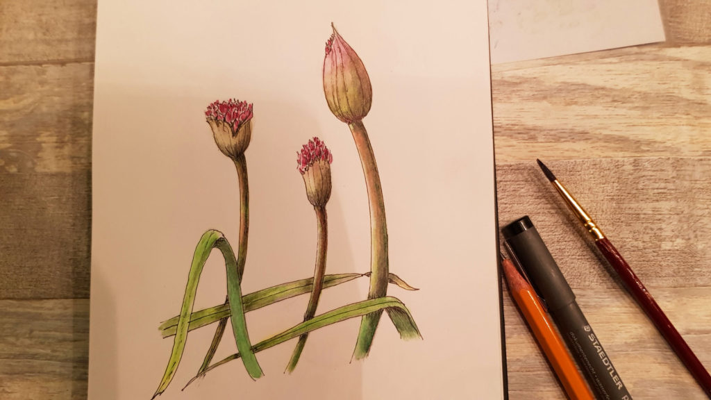 Allium drawing