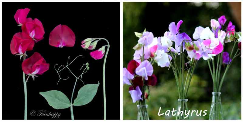 Lathyrus geurplant Lathyrus geurplant