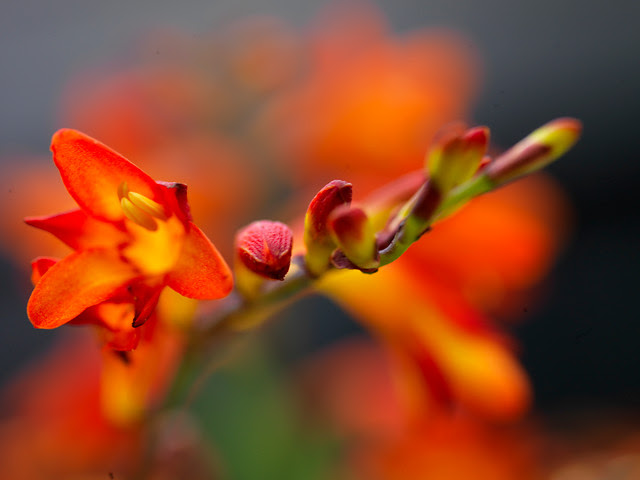 Crocosmia Crocosmia