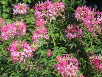 Kattensnorren - Cleome