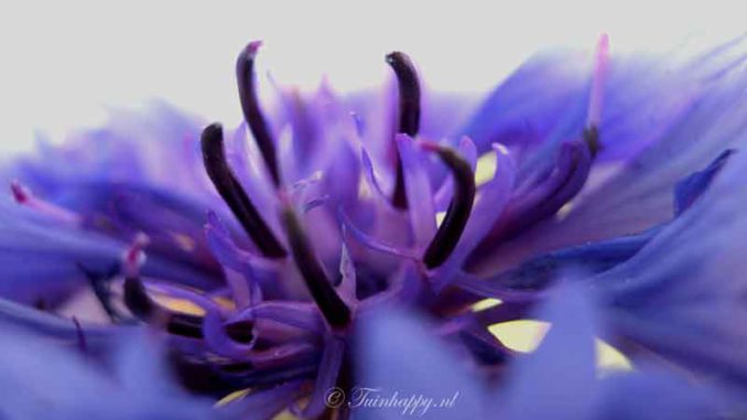 macro opname Korenbloem macro opname Korenbloem