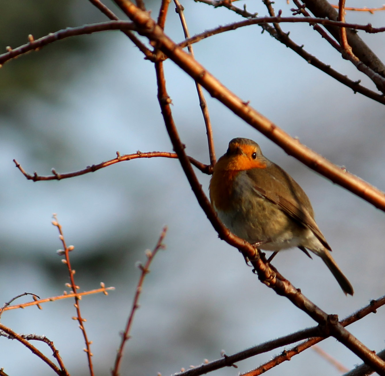 Meer vogels in de tuin Tuinhappy.nl tuinblogger blogger tuin