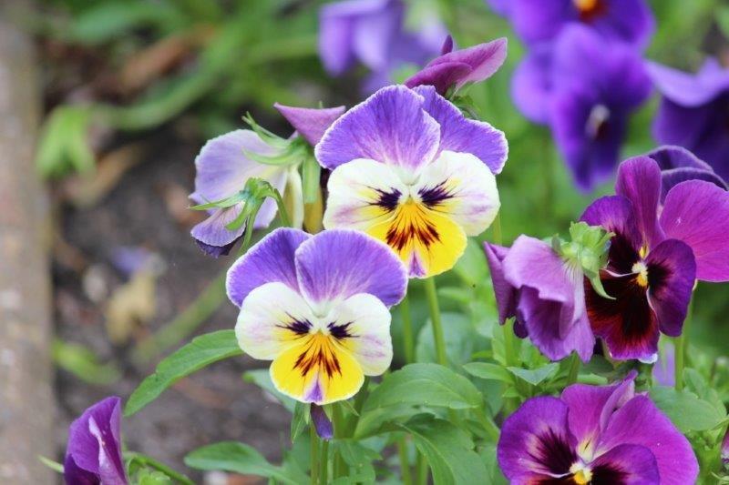 Viooltjes - tuinhappy.nl Viooltjes - tuinhappy.nl