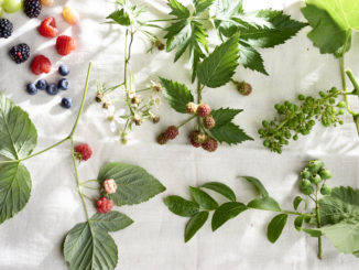 Fruit uit eigen tuin