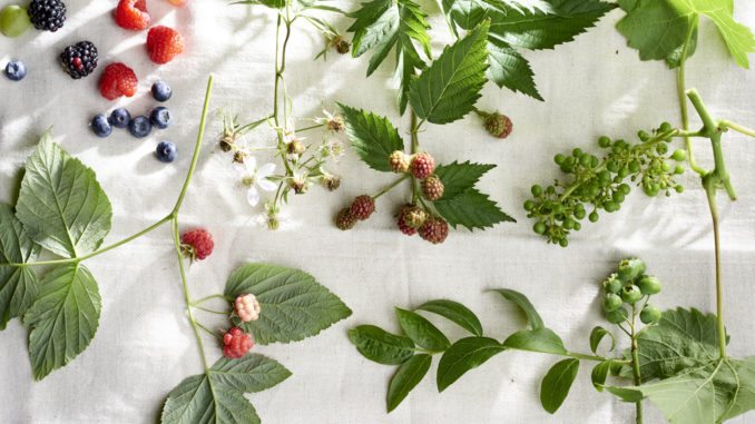 Fruit uit eigen tuin Fruit uit eigen tuin